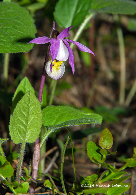 K5H8559-Calypso Orchid.jpg
