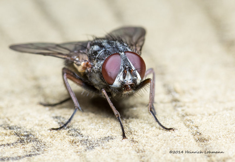 K3B1791-Flesh Fly.jpg