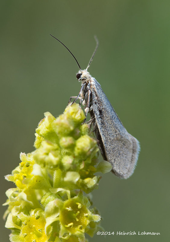 K3A9963-unidentified Moth.jpg