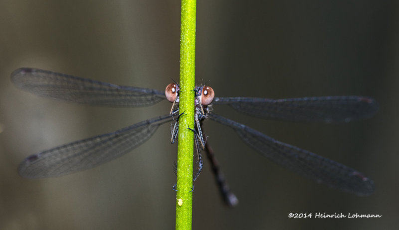 K3B2120-Damsel Fly.jpg