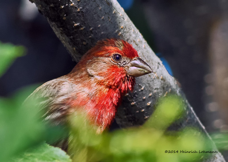 K3B2148-House Finch male.jpg