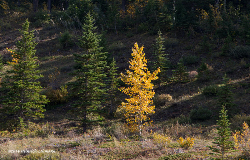 K3B2532-Kananaskis.jpg