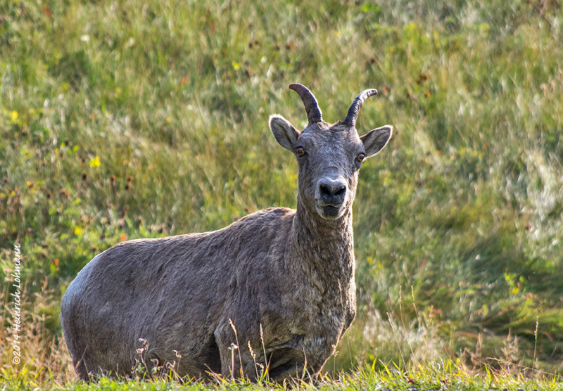 K3B2579-Rocky Moutain Sheep.jpg