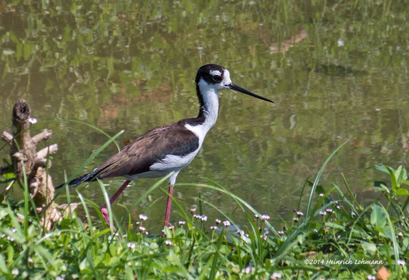 IMP5780-Black-necked Stilt.jpg