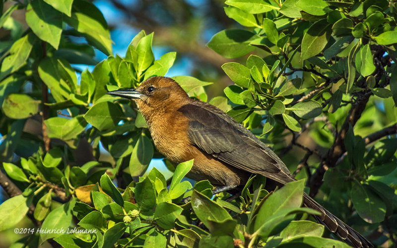 K3B2872-Great-tailed Grackle.jpg