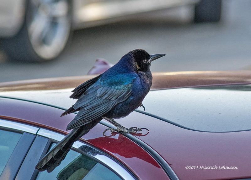 K3B2890-Great-tailed Grackle.jpg
