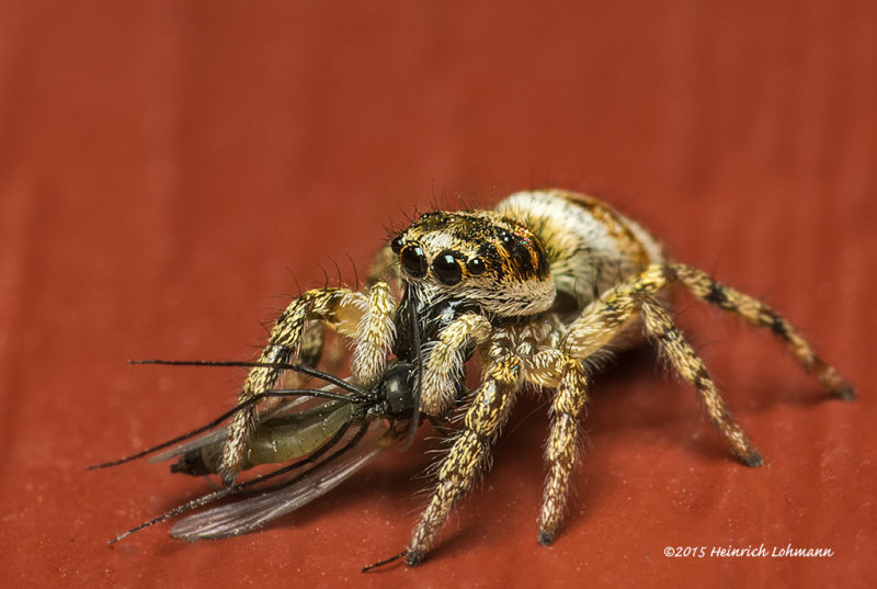 K3B9072a-Metephid Jumping Spider with prey.jpg