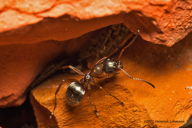 K3B9120-Ant.jpg