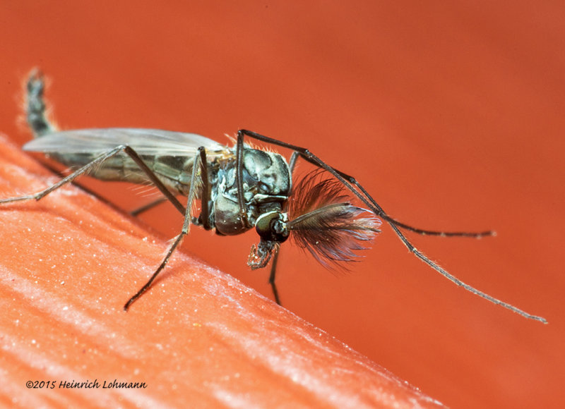 K3B9171-Black Fly (Orthocladius).jpg
