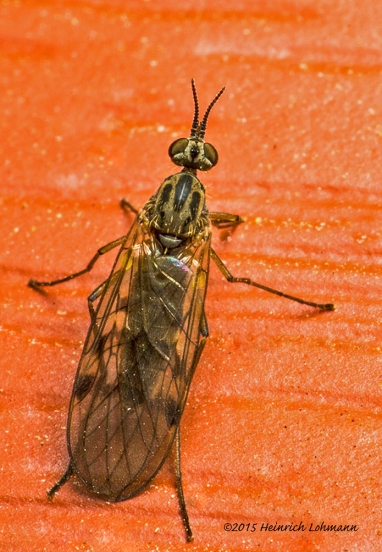 K3B9183-Dance Fly -Empis.jpg