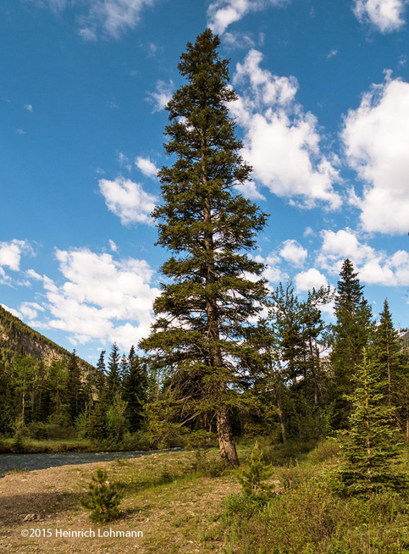 IMP8461-Waterton Lakes National Park.jpg