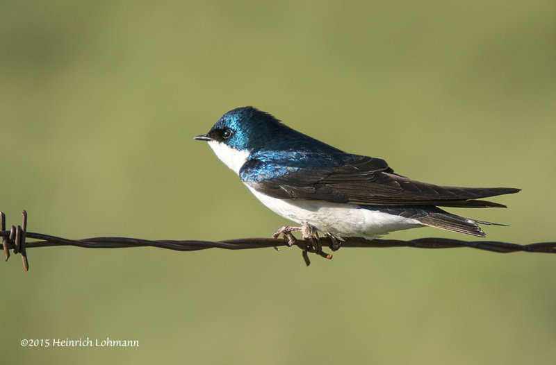 K3B9628-Tree Swallow.jpg