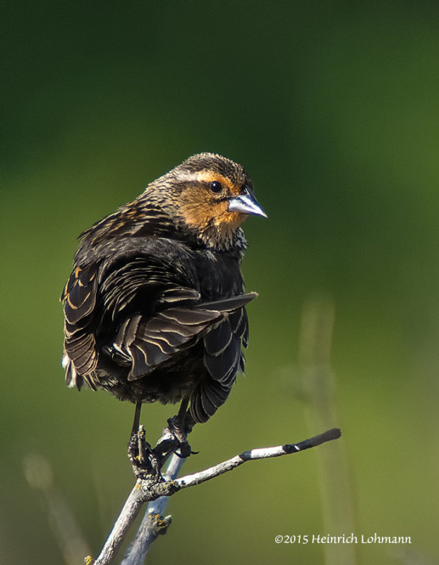 K3C0132-Red-winged Blackbird-female.jpg