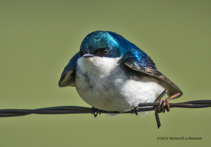 K3C0223-Tree Swallow.jpg