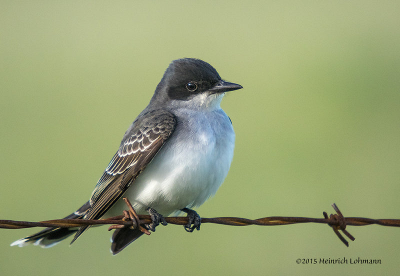 K3C0942-Eastern Kingbird.jpg