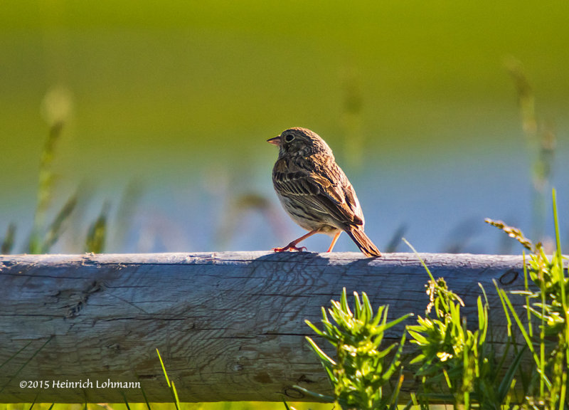 K3C1068-Bairds Sparrow.jpg