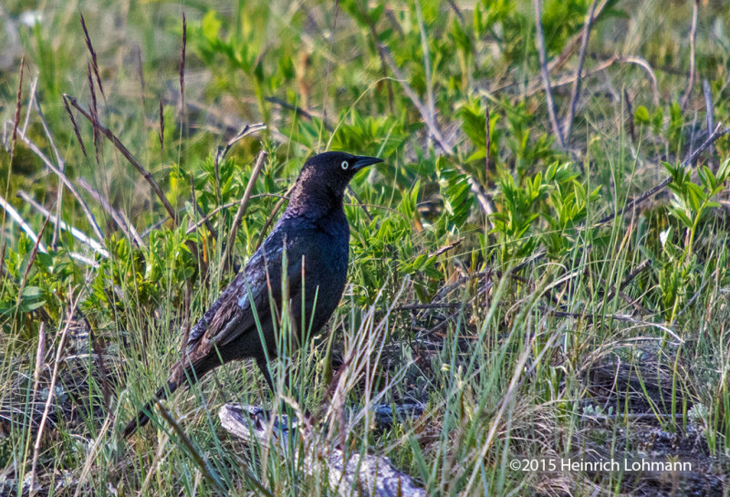 K3C1645-Brewers Blackbird.jpg