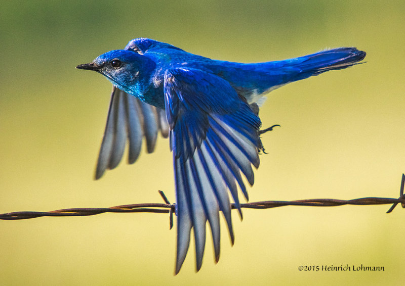 K3C1681-Mountain Bluebird.jpg