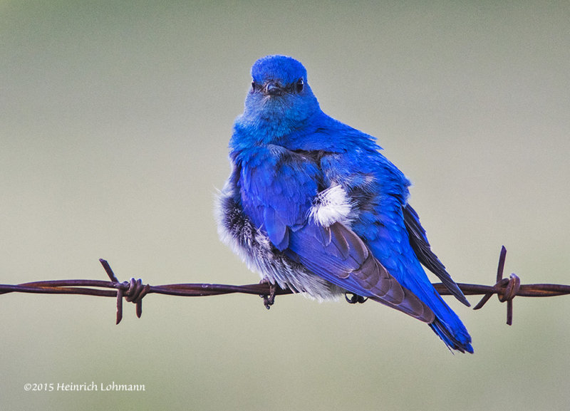 K3C1796-Mountain Bluebird on a very windy day.jpg