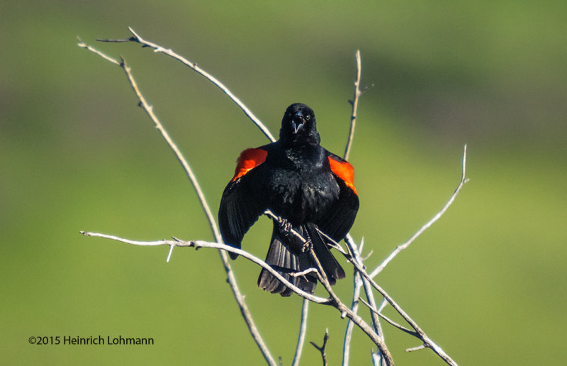 K3C2577-Red-winged Blackbird.jpg