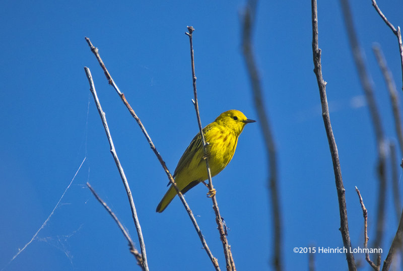 K3C3707-Yellow Warbler-male.jpg