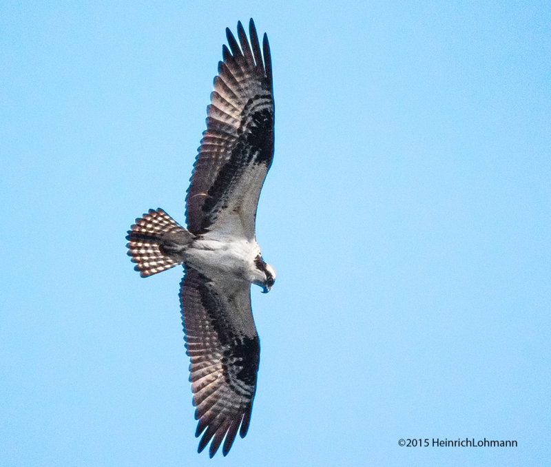K3C6943-Osprey.jpg