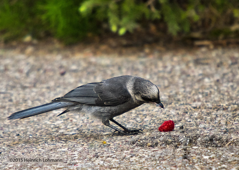 K3C6966-Grey Jay.jpg