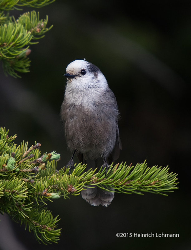 K3C6973-Gray Jay.jpg