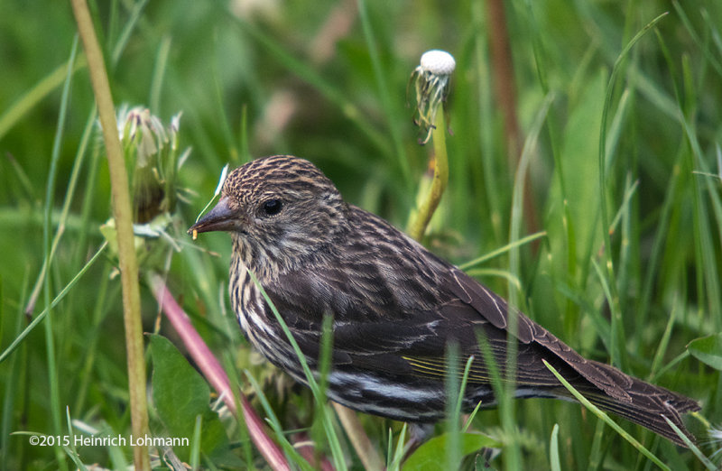 K3C7008-Pine Siskin.jpg