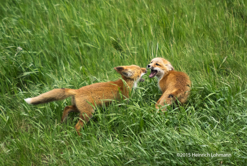 K3C0518-Foxes.jpg