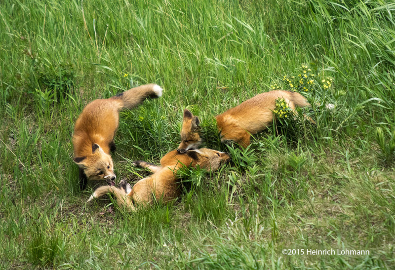 K3C0522-Foxes.jpg