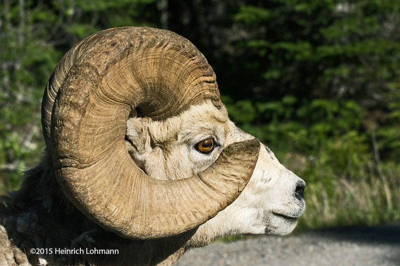 K3C1224-an old Ram.jpg