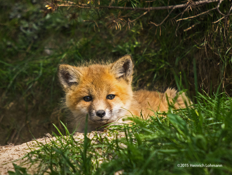 K3C2763-Fox.jpg