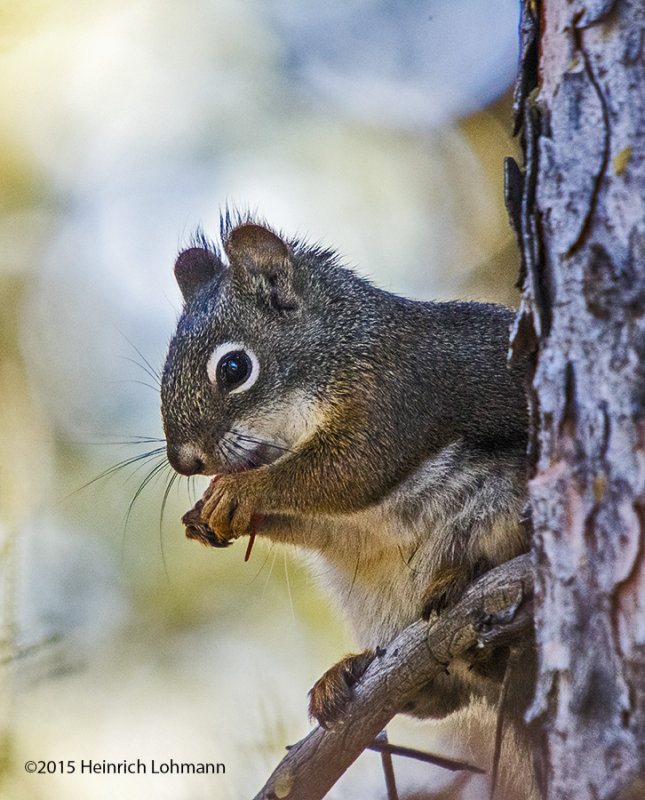K3C3149-Squirrel.jpg
