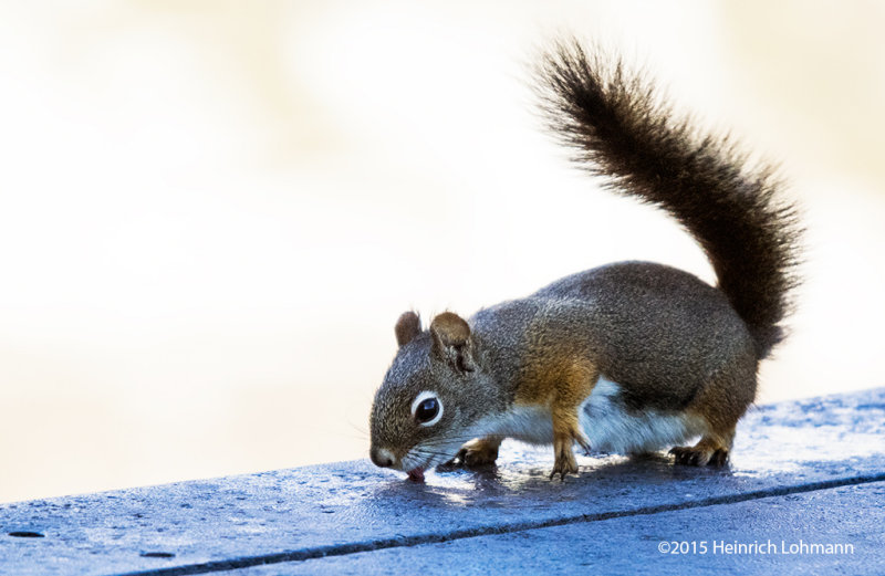 K3C3543-Squirrel.jpg