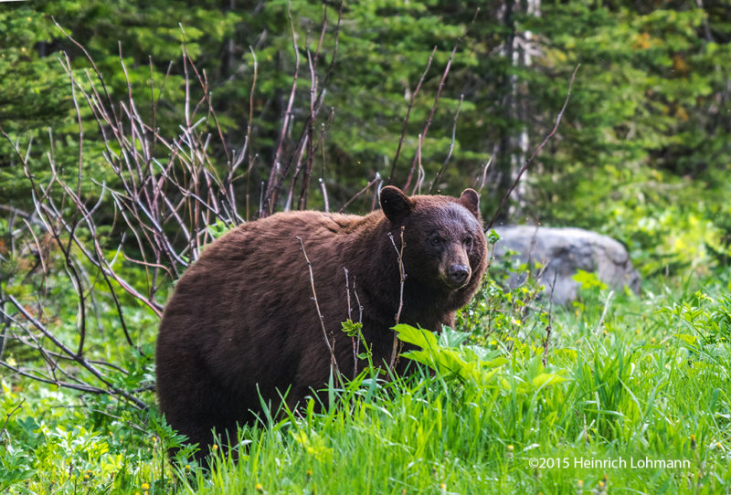 K3C4384-Black Bear.jpg