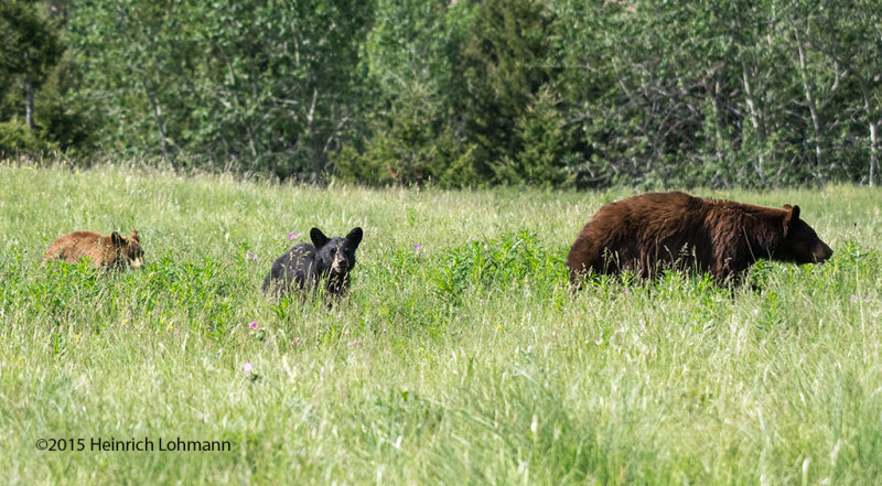 K3C4437-Black Bears.jpg