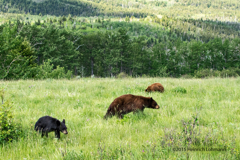 K3C4487-Black Bears.jpg