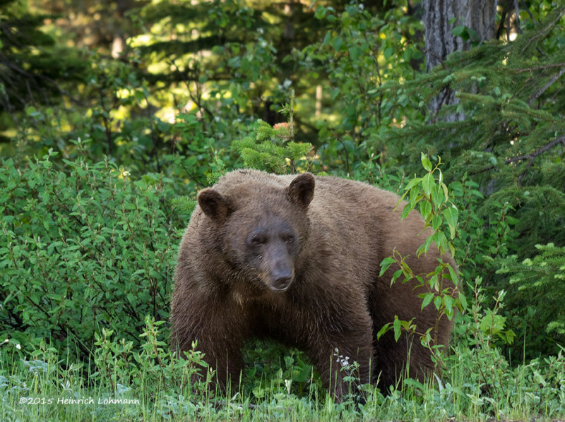 K3C6390-Black Bear.jpg