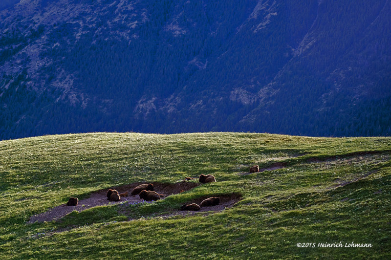K3B9648-Waterton Lakes National park.jpg