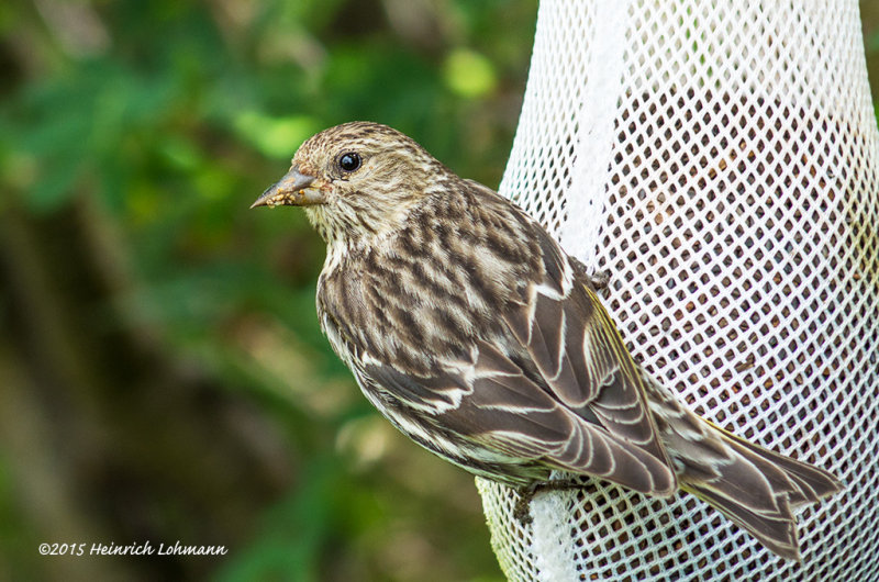 IMP9259-Pine Siskin.jpg