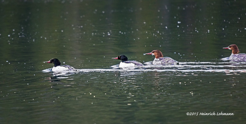 K3C3521-Common Merganser.jpg
