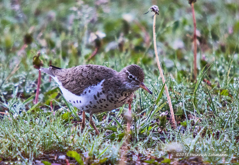 K3C6445-Spotted Sandpiper.jpg