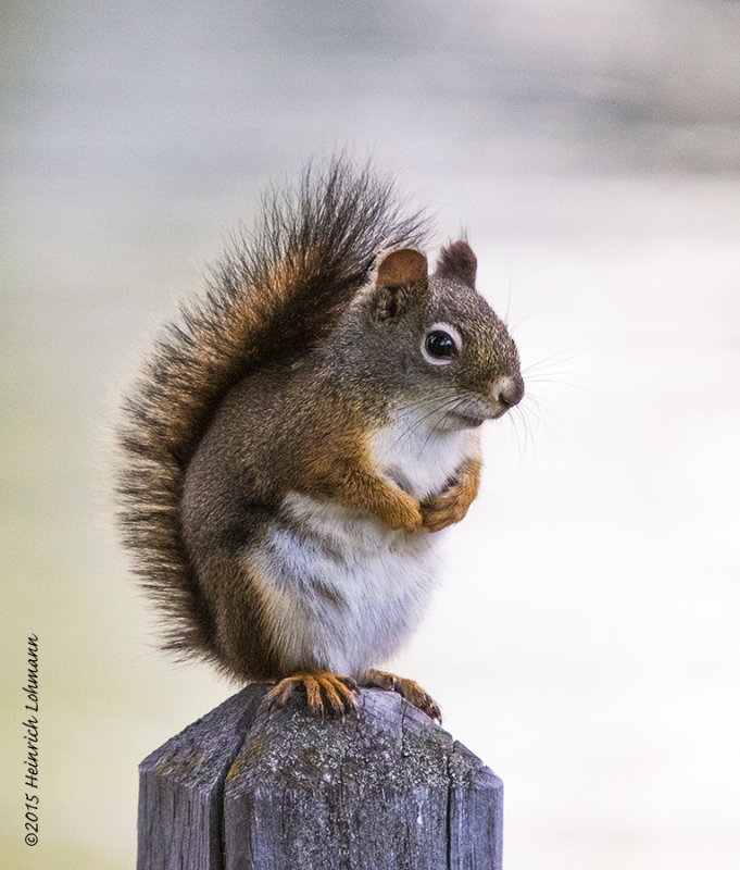 K3C5782-Squirrel.jpg