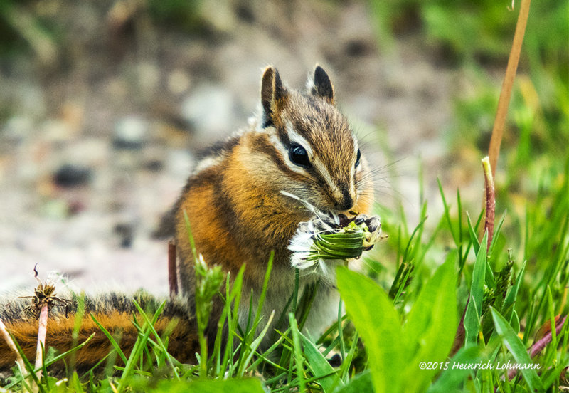 K3C5839-Chipmonk.jpg