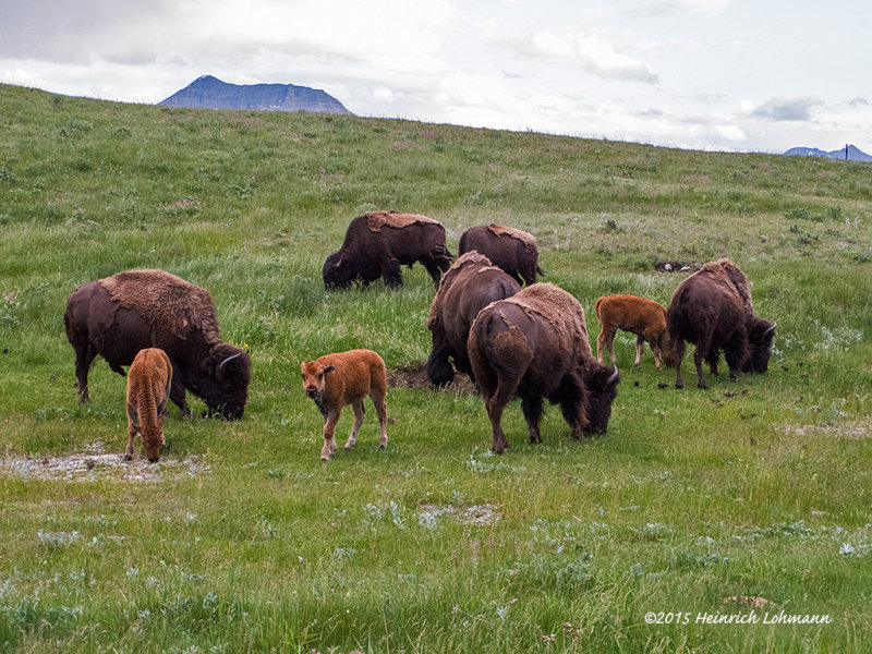 IMP9080-Bison.jpg