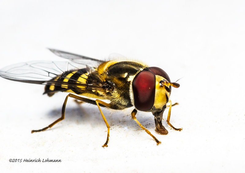 K3C6128-American Hover Fly.jpg