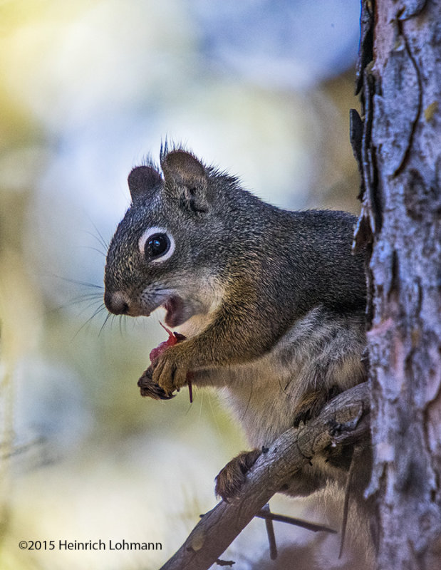 K3C3151-Squirrel.jpg