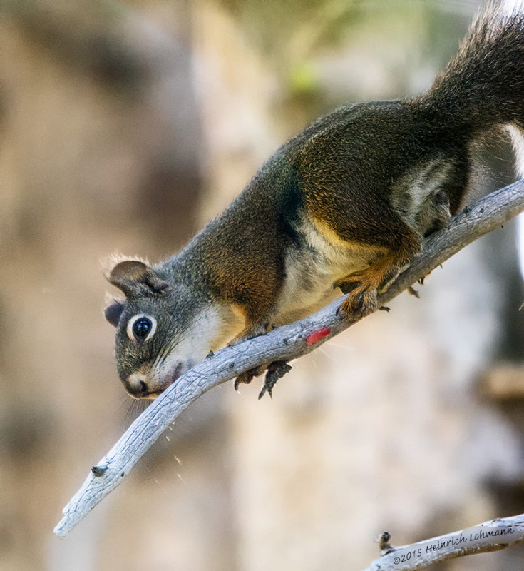 K3C3153-Squirrel.jpg