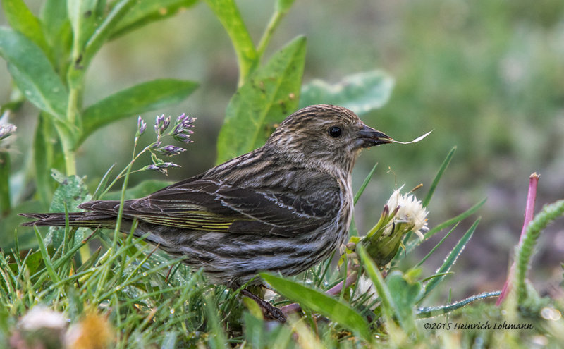 K3C5112-Pine Siskin.jpg